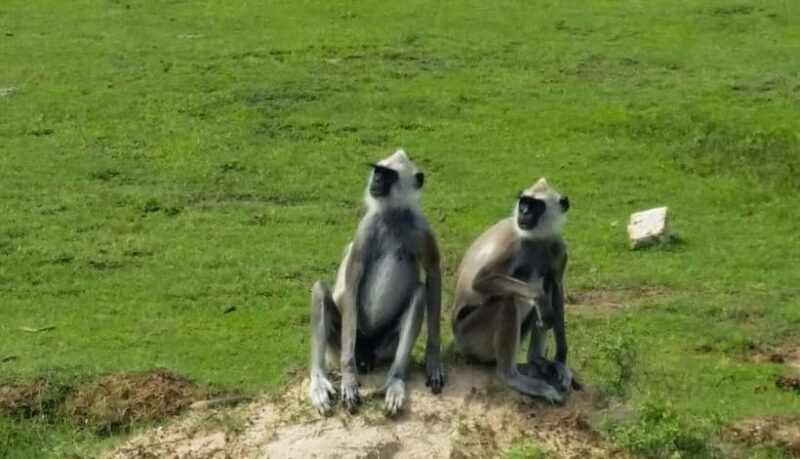 From Colombo: Yala National Park Private Jeep Safari - FAQ