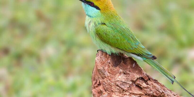 From Colombo: Yala National Park Safari with Transfer - Experience the Wild: Yala National Park Safari from Colombo