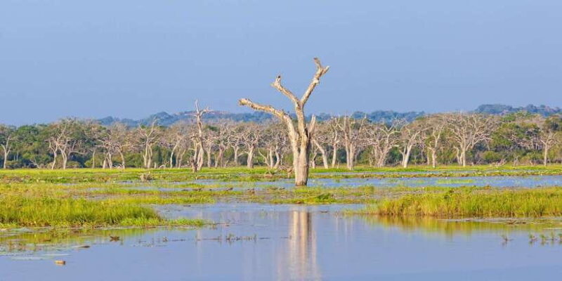 From Colombo: Yala National Park Safari with Transfer - FAQ