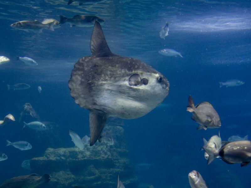 From Costa Brava: Barcelona Day Trip with Aquarium Visit - A Closer Look at the Experience