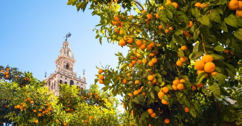 From Costa del Sol: Seville Day Trip - Final Thoughts