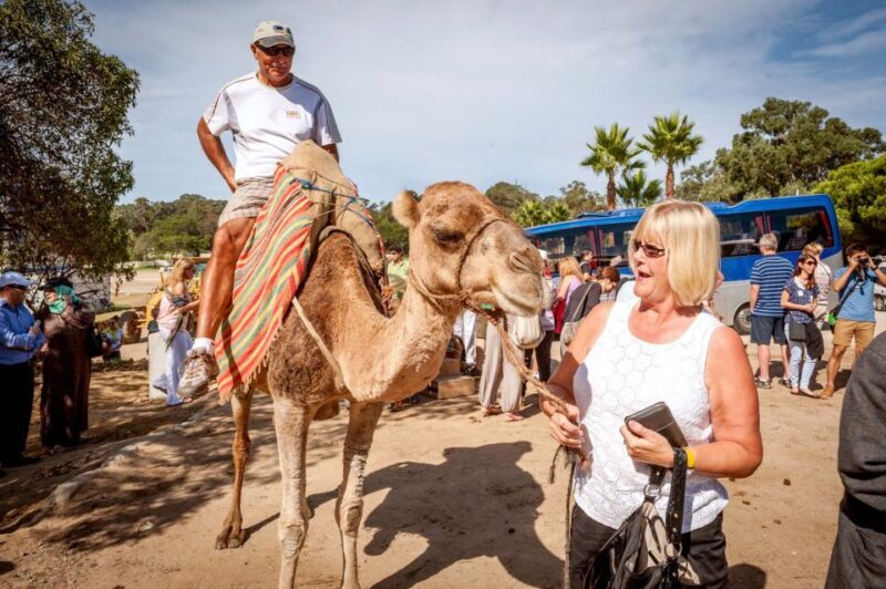 From Costa del Sol: Tangier Full-Day Tour by Ferry - From Costa del Sol: Tangier Full-Day Tour by Ferry