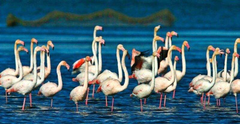 From Costa Dorada: Peñíscola and Ebro Delta Sightseeing Tour - Who Would Enjoy This Tour?