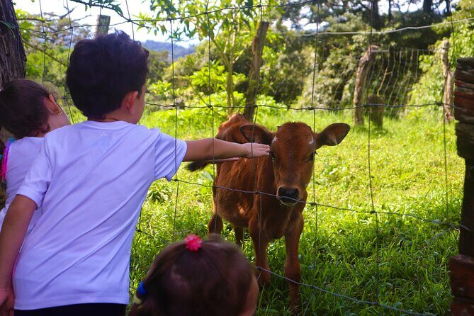 From Cow to Cheese: Authentic Farm & Cheese Tour in Monteverde - From Cow to Cheese: Authentic Farm & Cheese Tour in Monteverde
