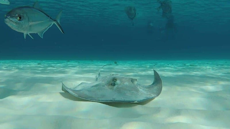 From Cozumel: 3 Reefs Boat Tour with Drinks and Snorkeling - From Cozumel: 3 Reefs Boat Tour with Drinks and Snorkeling — A Practical Guide for Explorers