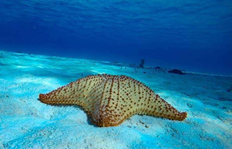 From Cozumel: 3 Reefs Boat Tour with Drinks and Snorkeling - Key Points