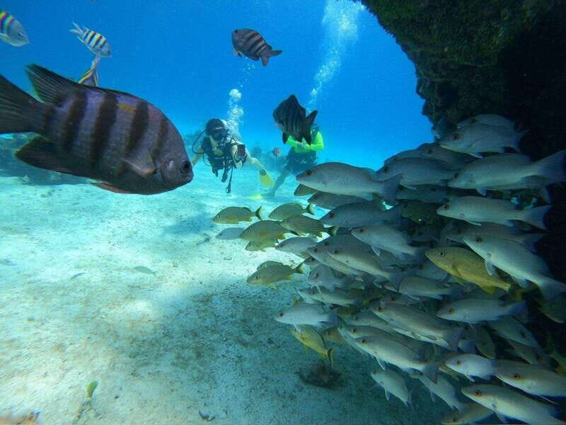 From Cozumel: Chankanaab Cozumel Scuba Diving - The Practicalities: Booking, Costs, and Tips