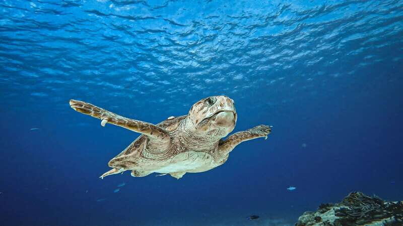 From Cozumel: Double Tank Scuba Diving for Certified Divers - The Experience from the Diver’s Perspective