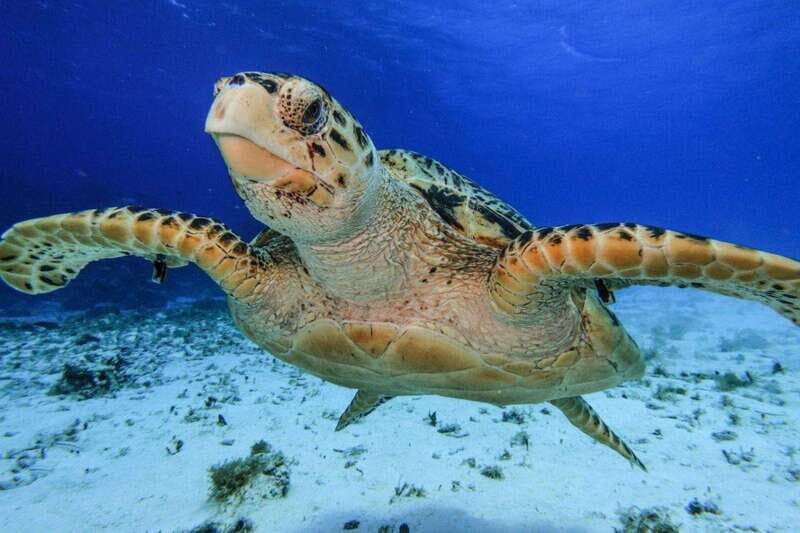 From Cozumel: Starfish, Stingrays and the Turtle Sanctuary - Key Points