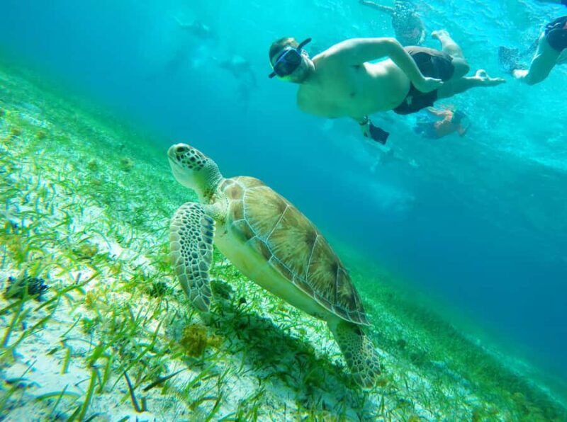 From Cozumel: Starfish, Stingrays & El Cielo Beach Snorkel - Why This Tour is Worth Considering