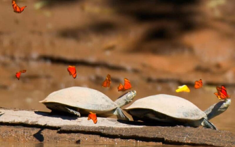 From Cusco: 3-day tour to the Peruvian Amazon with sleeper bus and lodge - FAQ