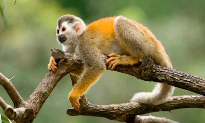 From Cusco: 4 Day Puerto Maldonado Sandoval Lake Excursion - Who Should Consider This Tour?