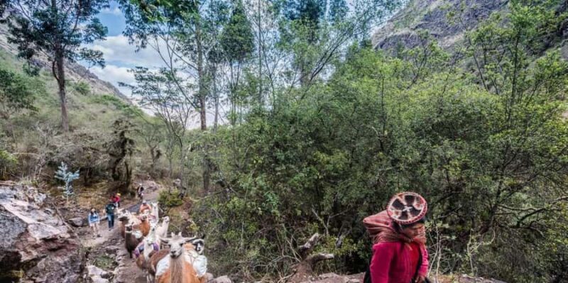 From Cusco: Alpaca and Llama Tour & Picnic |Private| - Why This Tour Offers Good Value