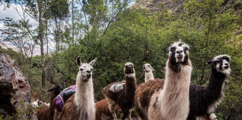 From Cusco: Alpaca and Llama Tour & Picnic |Private| - FAQs