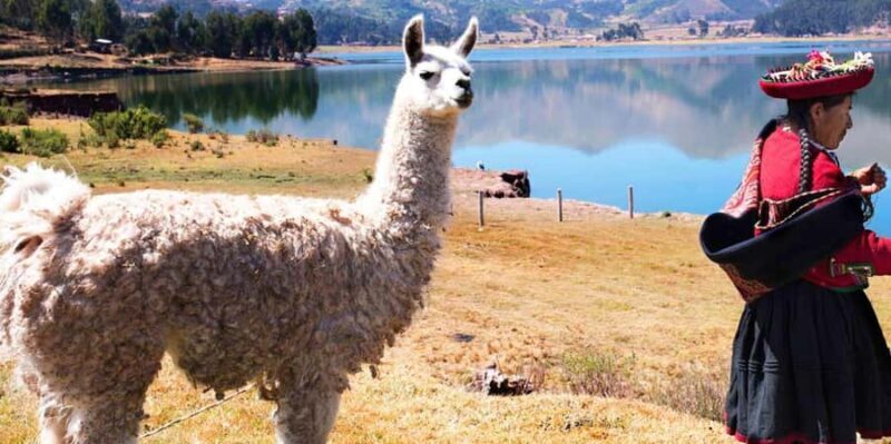 From Cusco: Chinchero Private Excursion with Alpaca Walk - Key Points