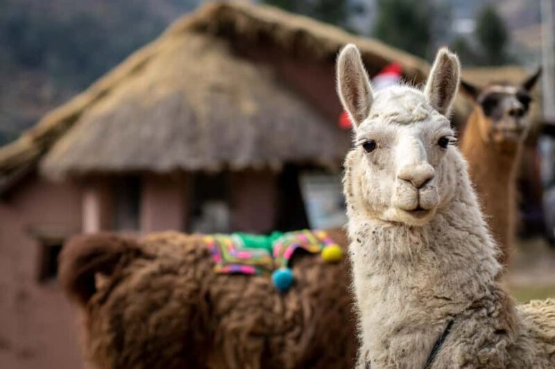 From Cusco: Connection with Nature - Alpaca Therapy - Exploring the Tour in Detail