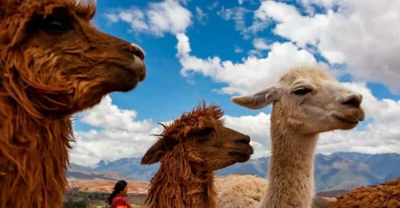 From Cusco: Llama and Alpaca Walk to Intipunku - An In-Depth Look at the Llama and Alpaca Walk to Intipunku