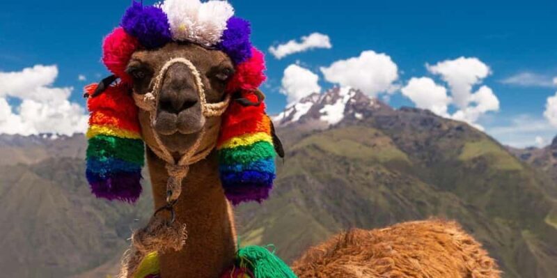 From Cusco: Llama and Alpaca Walk to Intipunku - Final Words