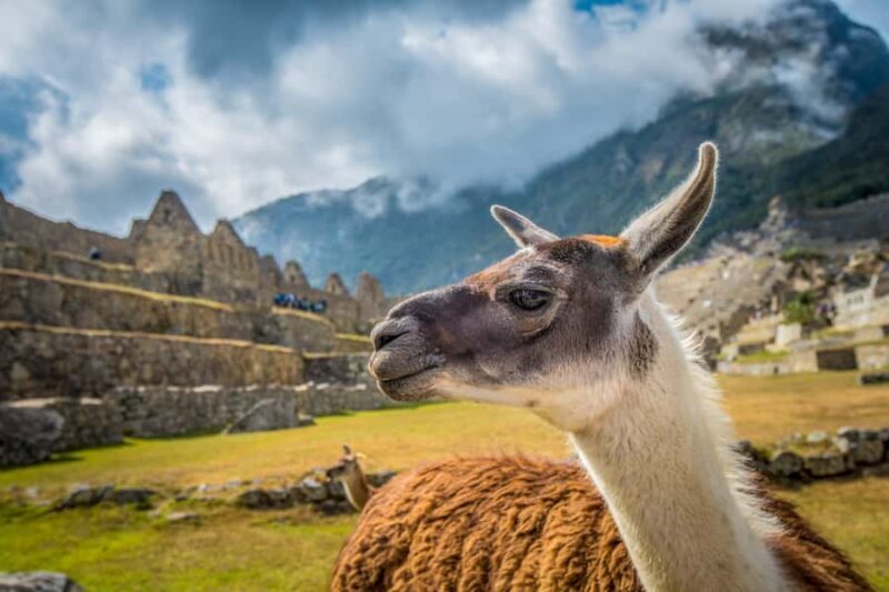 From Cusco: Machu Picchu Full-Day Guided Tour - In-Depth Review: A Closer Look at the Experience