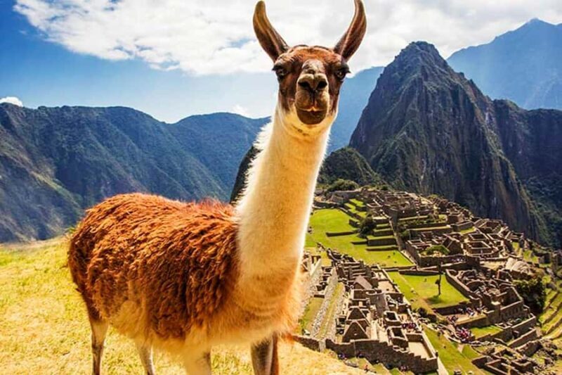 From Cusco: Machu Picchu Tour 1-Day by Train + Almuerzo - A Detailed Look at the Experience
