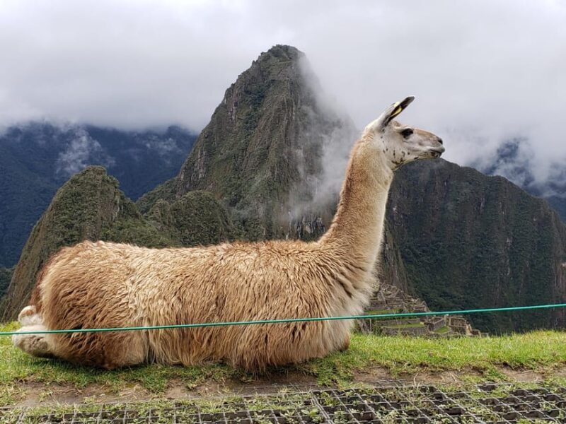 From Cusco: Machu Pichu Full Day - Who Is This Tour Best For?