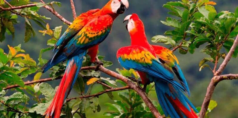 From Cusco | Manu Jungle Tour 7D/6N | Wonders of Manu - Key Points