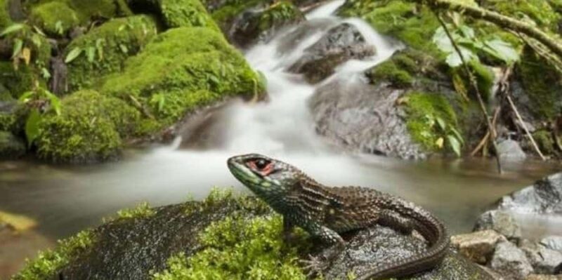 From Cusco | Manu Jungle Tour 7D/6N | Wonders of Manu - FAQ