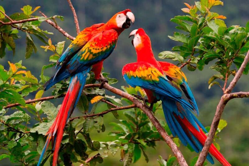 From Cusco: Manu National Park 3Days - FAQ