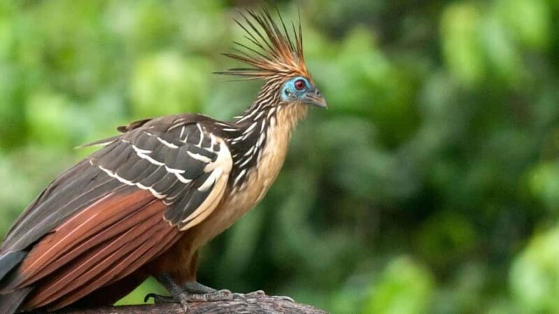 From Cusco: Manu National Park Tour with Accommodation - Key Points