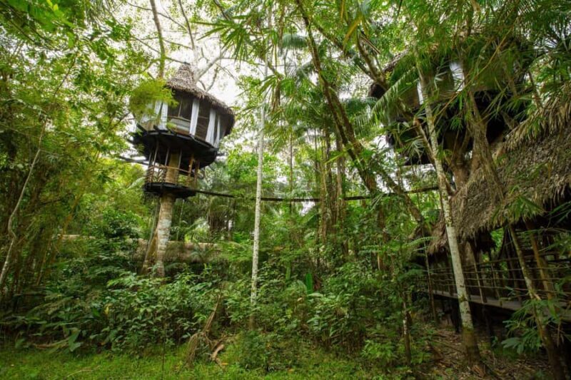 From Cusco: Manu Tree House 4 days/3 nights - Deep Dive into the Experience