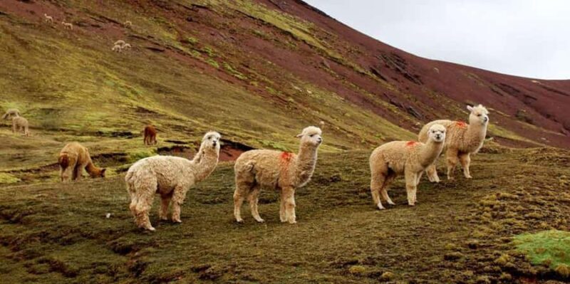 From Cusco: Palccoyo Mountain+Forest Stones |Private| - Considerations for travelers