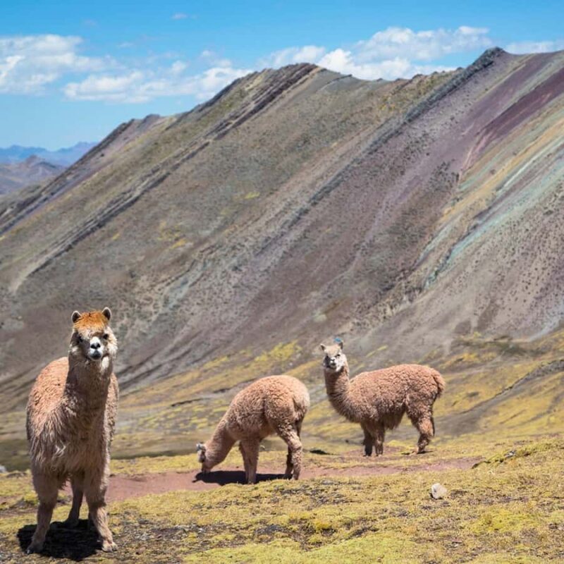 From Cusco: Palccoyo Rainbow Mountain Trek Tour - Final Thoughts: Who Should Consider This Tour?