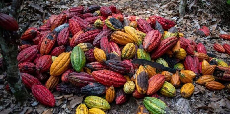 From Cusco: Quillabamba and Cocoa Farm 2-Day Tour - Key Points