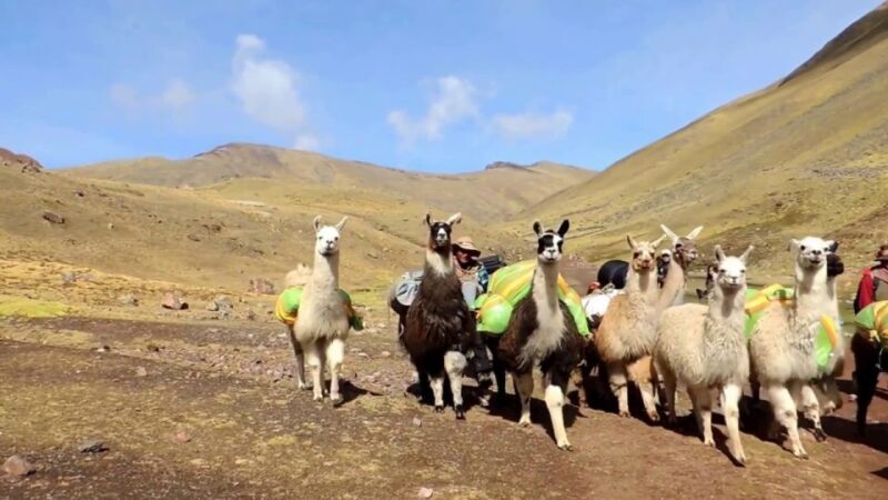 From Cusco: Rainbow Mountain Tour - Key Points