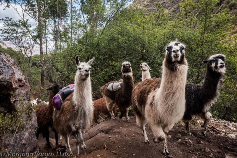 From Cusco: Walk with alpacas and llamas & Picnic |Private| - Exploring Cusco’s Ancient Paths with Llamas and Alpacas