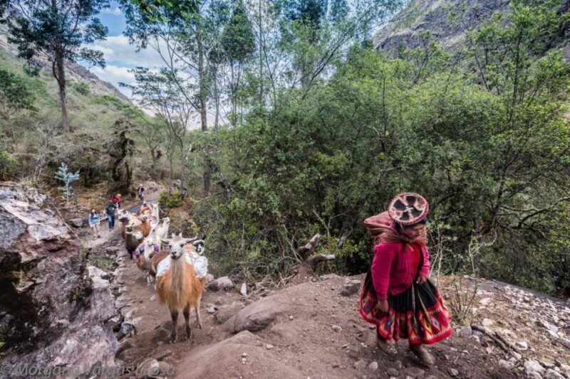 From Cusco: Walk with alpacas and llamas & Picnic |Private| - The Sum Up: Who Should Book this Tour?