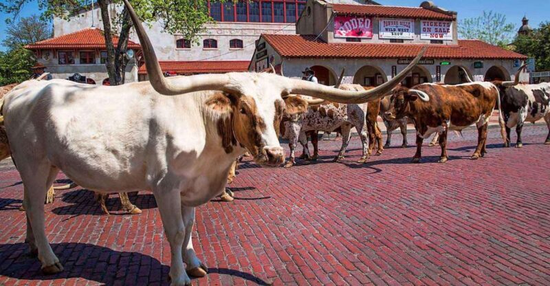 From Dallas: Fort Worth Guided Day Tour - Authenticity and Value for Money