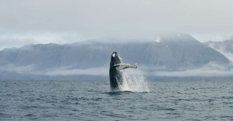 From Dalvik: Arctic Whale Watching in Northern Iceland - Key Points