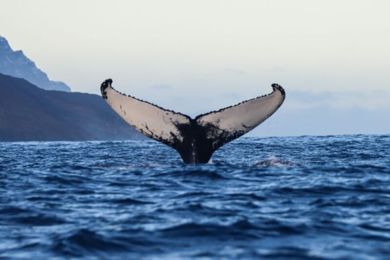 From Dalvik: Arctic Whale Watching in Northern Iceland - An In-Depth Look at the Arctic Whale Watching Tour from Dalvik