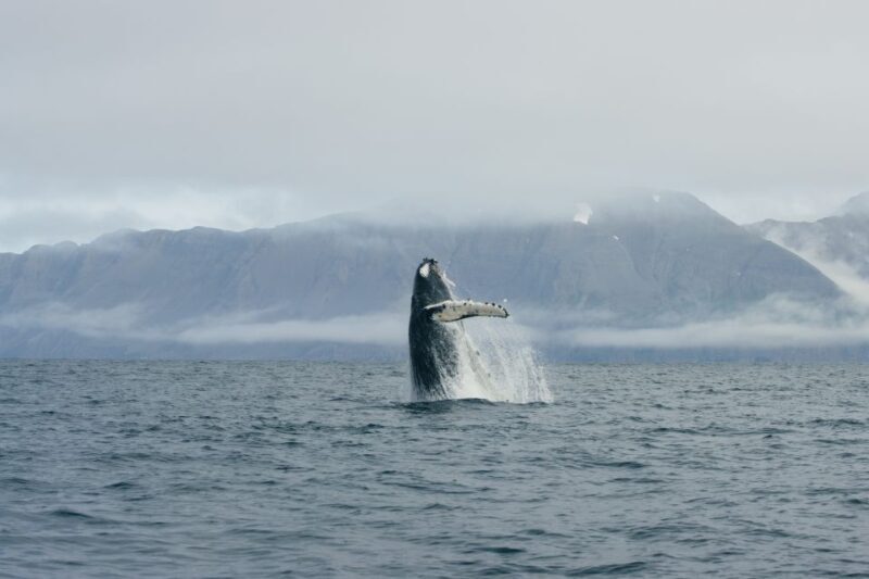 From Dalvik: Arctic Whale Watching in Northern Iceland - FAQs About the Arctic Whale Watching from Dalvik
