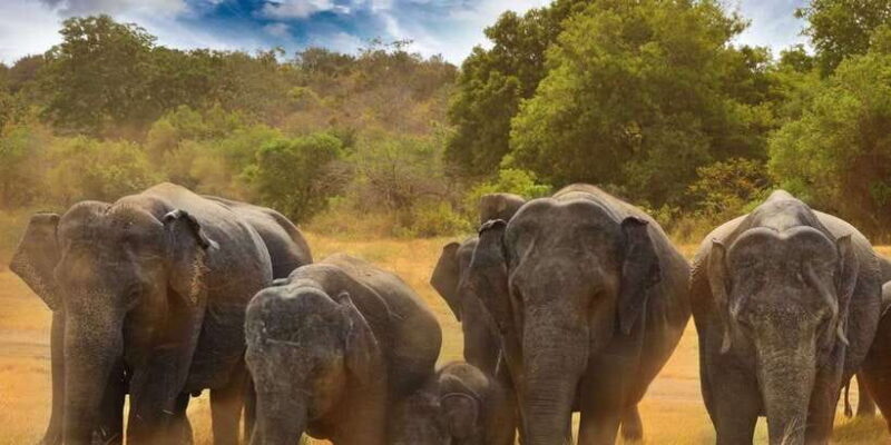 From Dambulla: Full Day Safari at Minneriya National Park - Transportation and Comfort