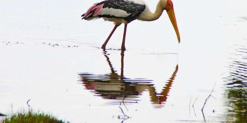 From Dambulla: Full Day Safari at Minneriya National Park - What You Can Expect at Each Stop