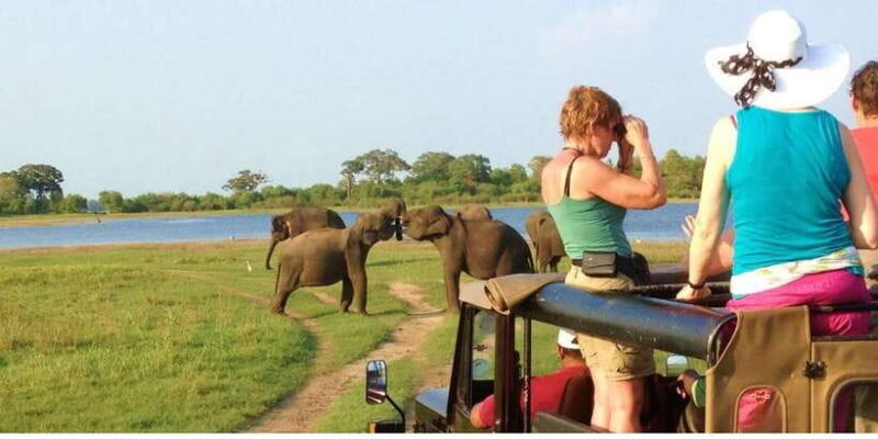 From Dambulla: Full Day Safari at Minneriya National Park - The Guide’s Role