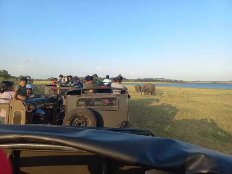 From Dambulla: Minneriya National Park wild Jeep Safari - The Value of This Safari Experience
