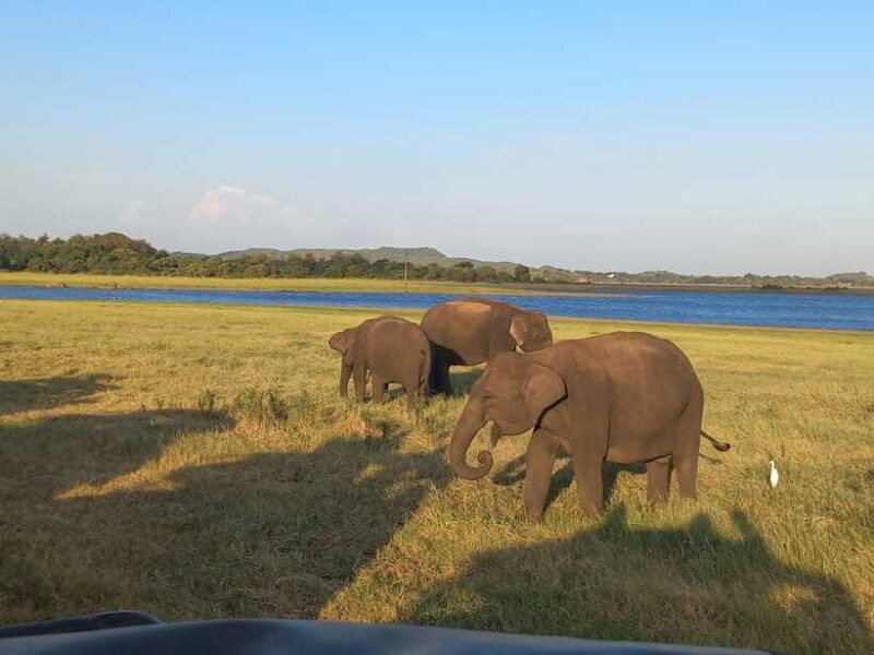 From Dambulla: Minneriya National Park wild Jeep Safari - Who Will Benefit Most from This Tour?