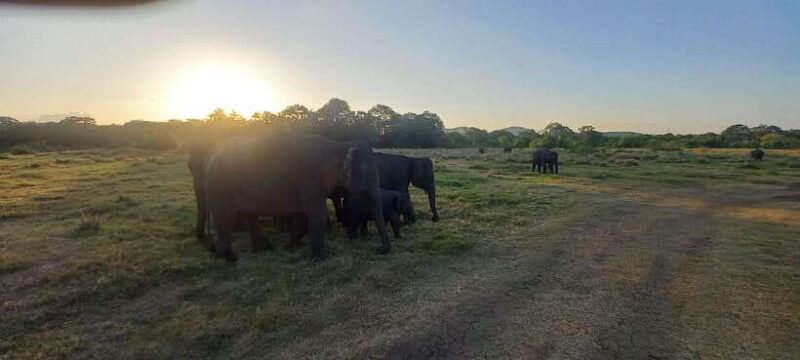 From Dambulla: Minneriya National Park wild Jeep Safari - FAQ