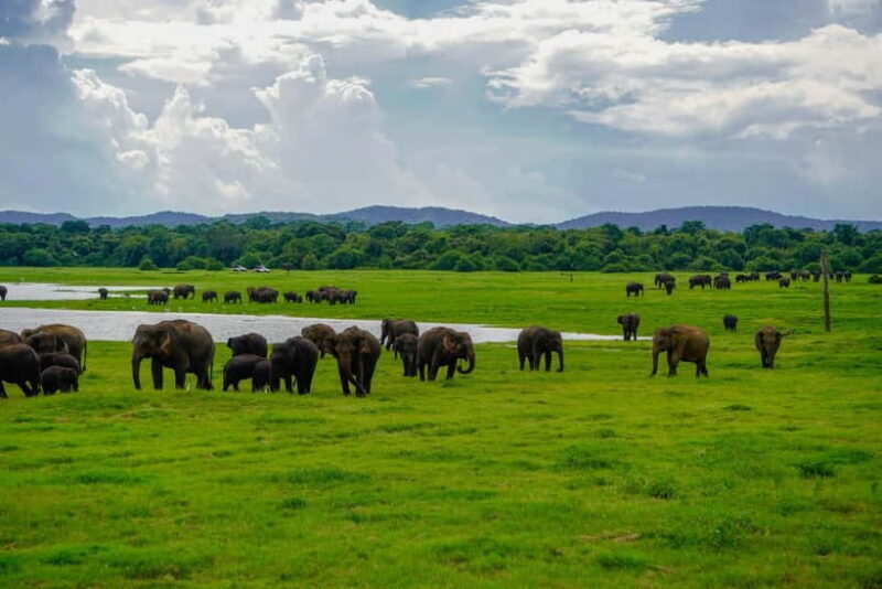 From Dambulla, Sigiriya: Polonnaruwa Tuk Tuk Day Tour - FAQs