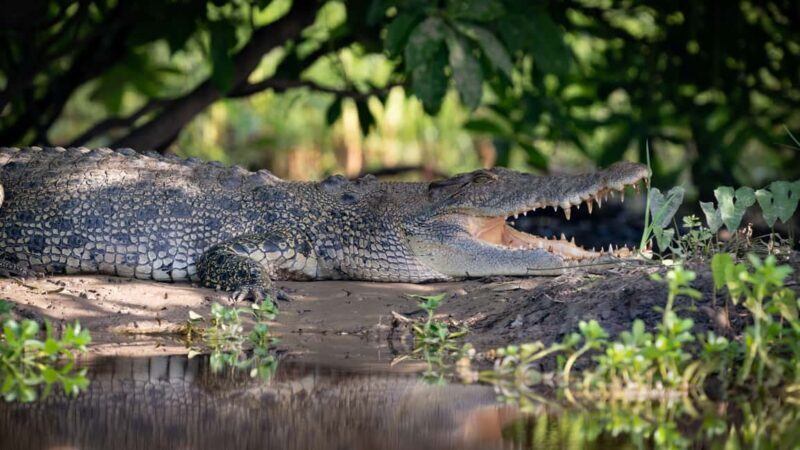From Darwin: Kakadu National Park Day Tour with Cruise (3A) - FAQ
