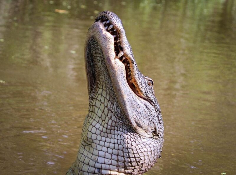 From Darwin: Litchfield Park Tour & Jumping Crocodile Cruise - A Close Look at the Experience