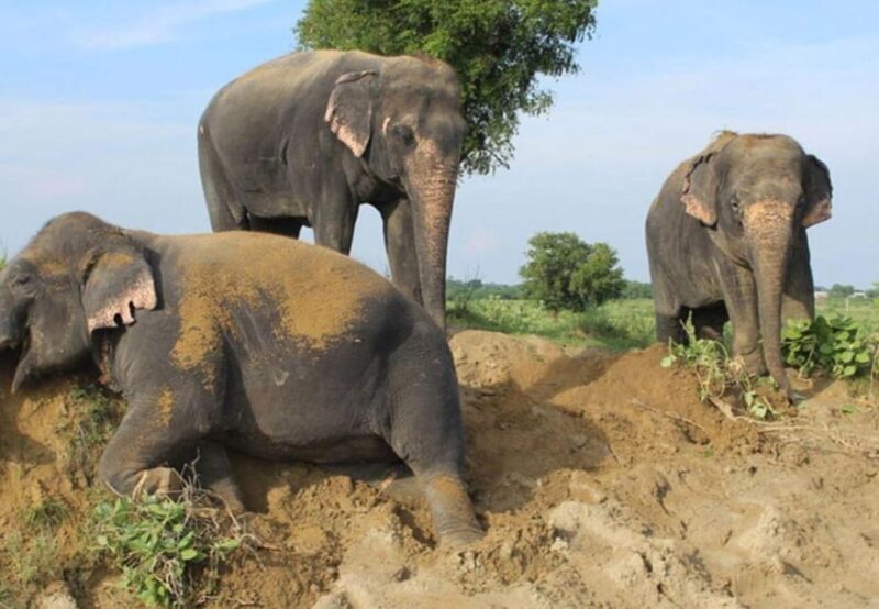 From Delhi: 1-day trip Mathura with Elephant conservation - Considerations and Tips